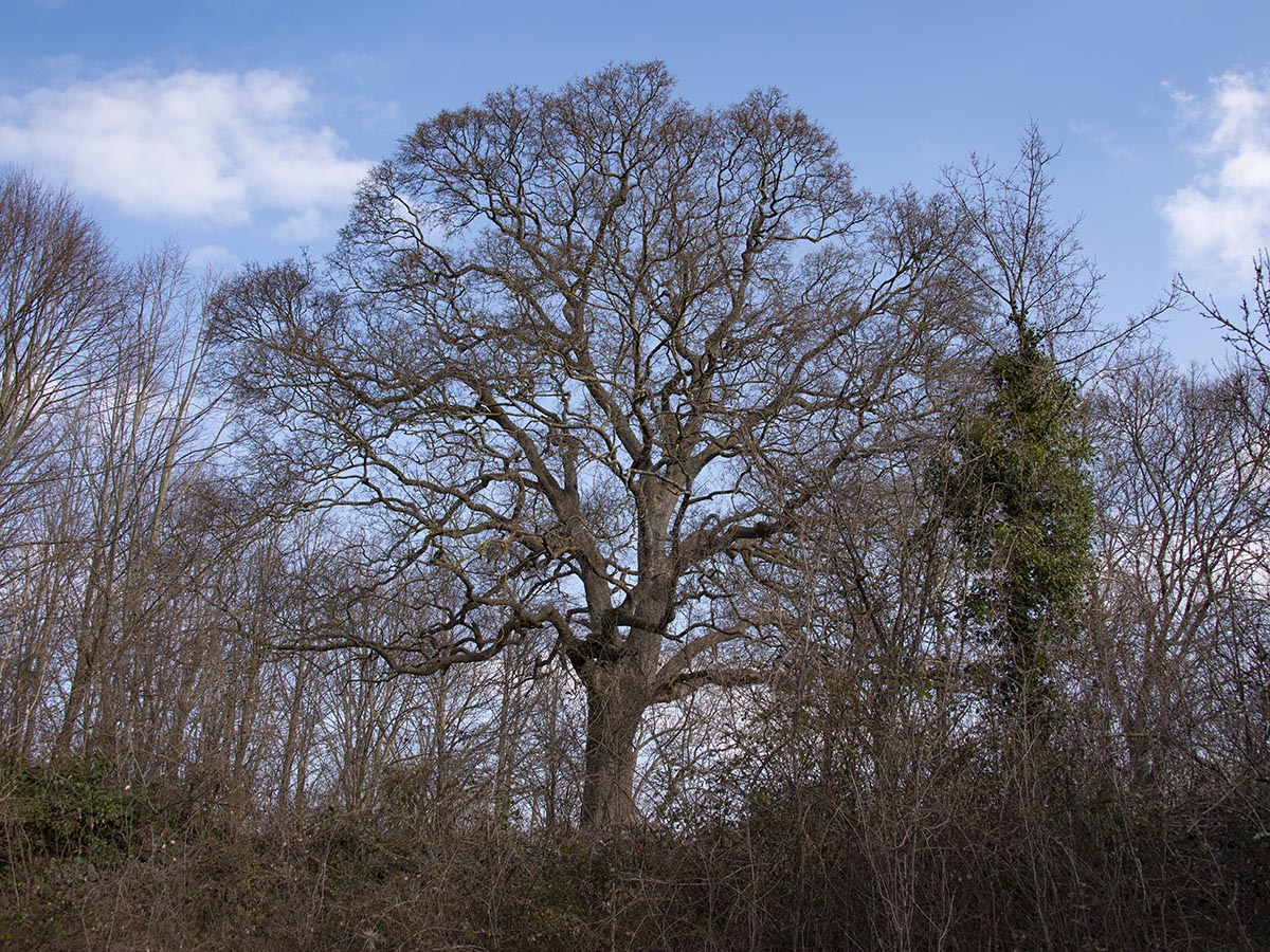 Acer monspessulanum